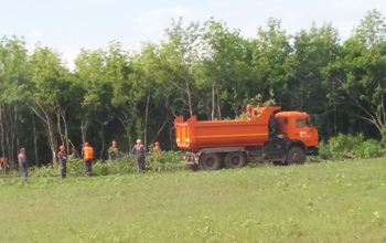 В Оренбурге коммунальщики вновь добрались до деревьев проезда Северного