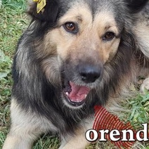 Более 50 орчан покусали бродячие собаки – прокуратура требует администрацию принять меры