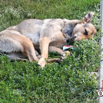 В Оренбуржье завезли 13 000 доз вакцины от бешенства