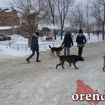 В Оренбурге бездомные собаки, в основном, нападают именно на детей 