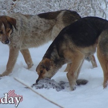 300 нарушений за год выявлено в сфере обращения с безнадзорными животными в Оренбуржье 