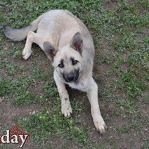 10 000 рублей присуждают в Оренбурге за укус бездомной собаки