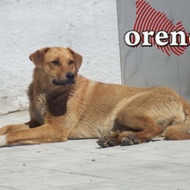 В 4 районах Оренбургской области продлили режим экстраординарной ситуации по собакам