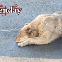 В Орске девочку дважды покусала бездомная собака