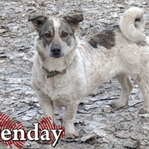 Оренбурженка защитила ребенка от стаи бродячих собак