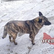 В Бузулуке 18 собак обрели добрых хозяев, правда, только в отчетах подрядчика 