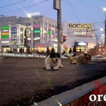 В Орске ребенок, а в Соль-Илецке пенсионерка испытывают шок и страх перед собаками после укусов 