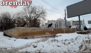Жизнь собачья: Что в Оренбуржье делают с бродячими животными