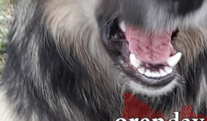 За укус собаки администрацию Оренбурга обязали выплатить 30 000 рублей