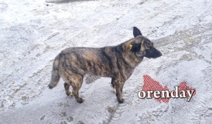 В Адамовском районе только после «пинка» надзорного органа нашли, кто будет отлавливать собак
