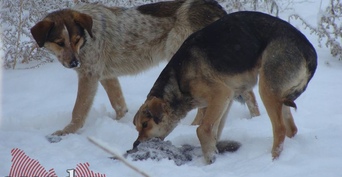 В Орске по факту нападения собак на подростка возбуждено уголовное дело