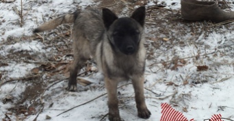 В Медногорске служебная собака помогла раскрыть разбойное нападение