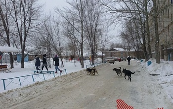 Не справились с бродячими собаками: в Оренбуржье начали продлевать экстраординарную ситуацию