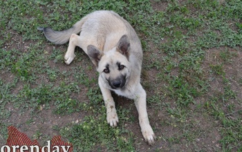 10 000 рублей присуждают в Оренбурге за укус бездомной собаки