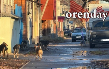 Оренбуржцы жалуются на своры собак в частном секторе в центре города