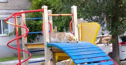 Управляющая компания заплатит 200 000 рублей за ампутацию части пальца ребенка в Оренбурге