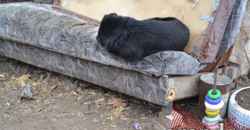 Прокуратура и суд обязывает администрацию Оренбурга отловить бродячих собак