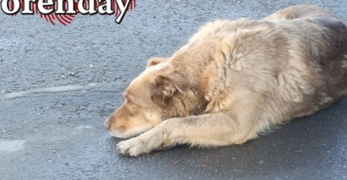 В Орске бывшего руководителя УЖКДХТ Валерия Михайловских осудили за плохую организацию отлова собак