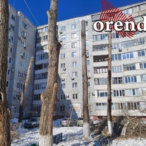 В Оренбурге вновь началась безжалостная обрезка деревьев