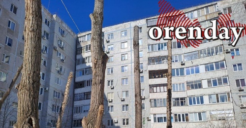 В Оренбурге вновь началась безжалостная обрезка деревьев