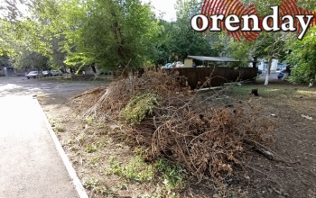 Осень в Оренбуржье: кому сдавать листву и ветки и почему их не заберёт мусоровоз
