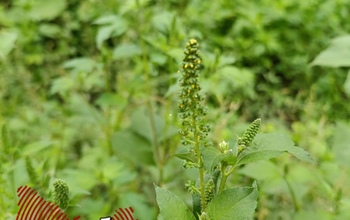 Покос травы обернулся ремонтом авто: оренбуржец требует компенсацию