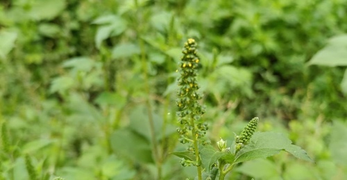 В Оренбурге суд взыскал 223 700 рублей за вылетевший из-под триммера камень в автомобиль