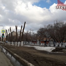 В Оренбурге снова деревья превращают в столбы 