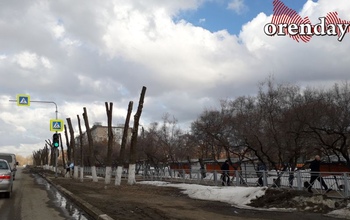 В Оренбурге снова деревья превращают в столбы 