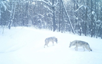 В Оренбургской области волки устроили схрон на территории заповедника