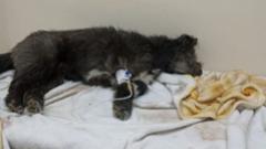 (18+) В Башкирии скончалась изнасилованная зоофилом собака, МВД проводит проверку