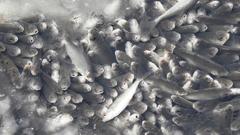 В Чебоксарском заливе массово гибнет рыба
