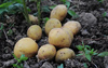 «Больше я картошку сажать не буду!» житель Башкирии посчитал стоимость урожая и ужаснулся