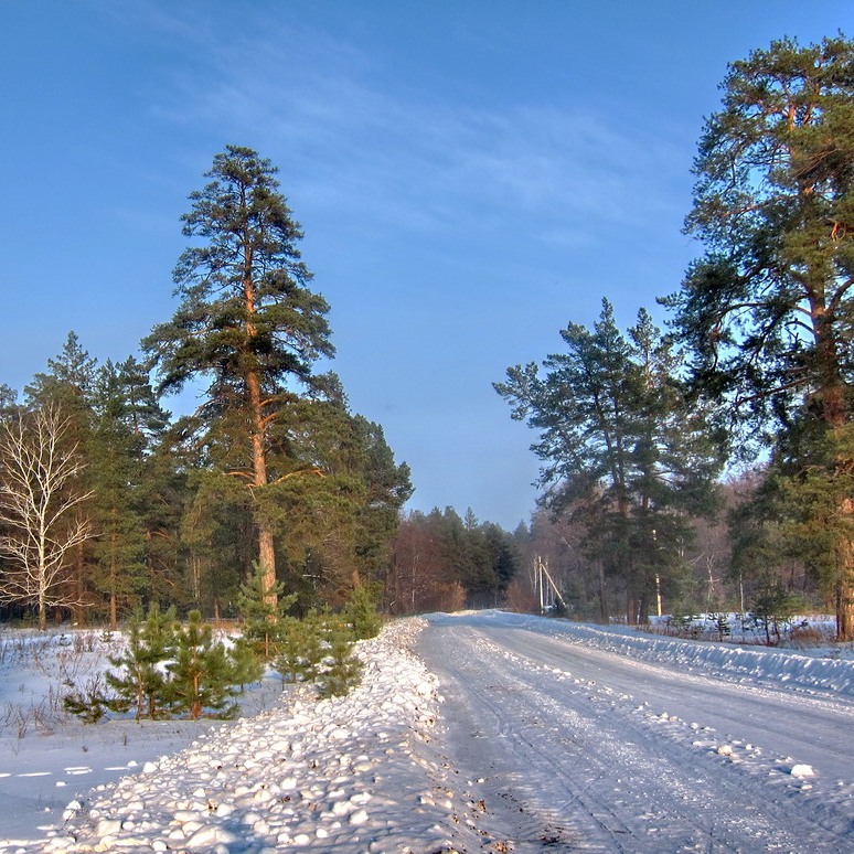 Фото бузулукского бора зимой