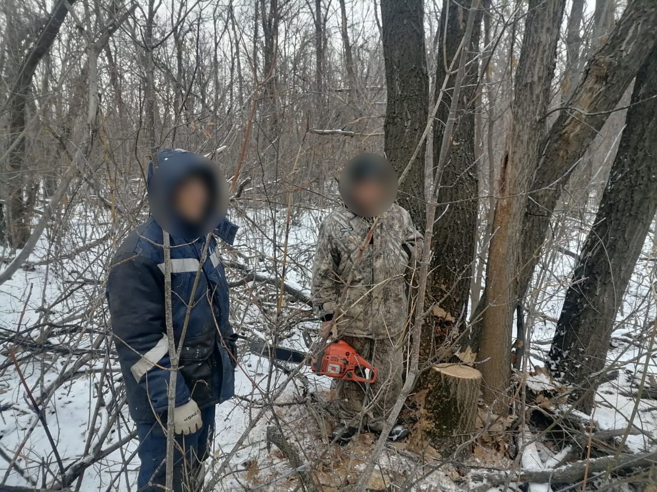 Срубил дуб и заработал срок житель села Нижняя Павловка | Новости Оренбурга