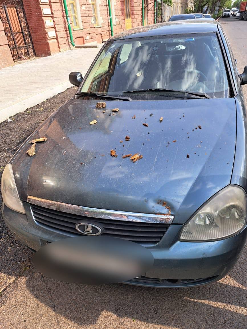 В Оренбурге на проезжую часть упало дерево и повредило два авто | Новости  Оренбурга