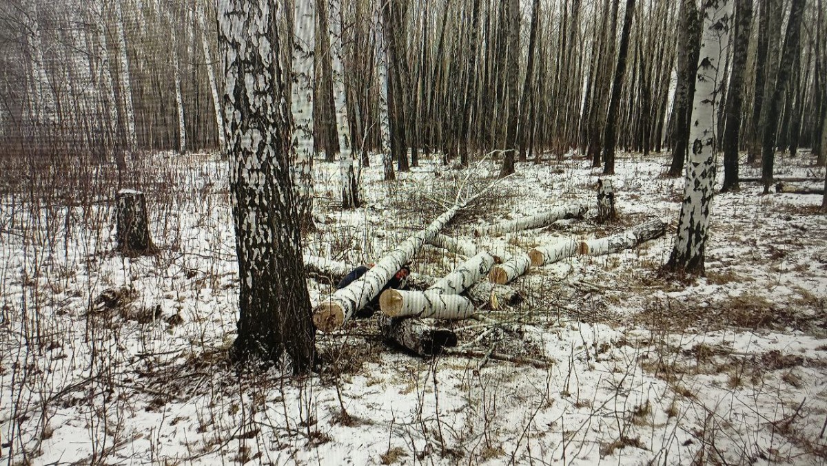 Распилили дерево и увидели там олимпийского