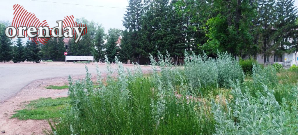 В Оренбуржье напротив районной администрации вырос «лес» из сорняков
