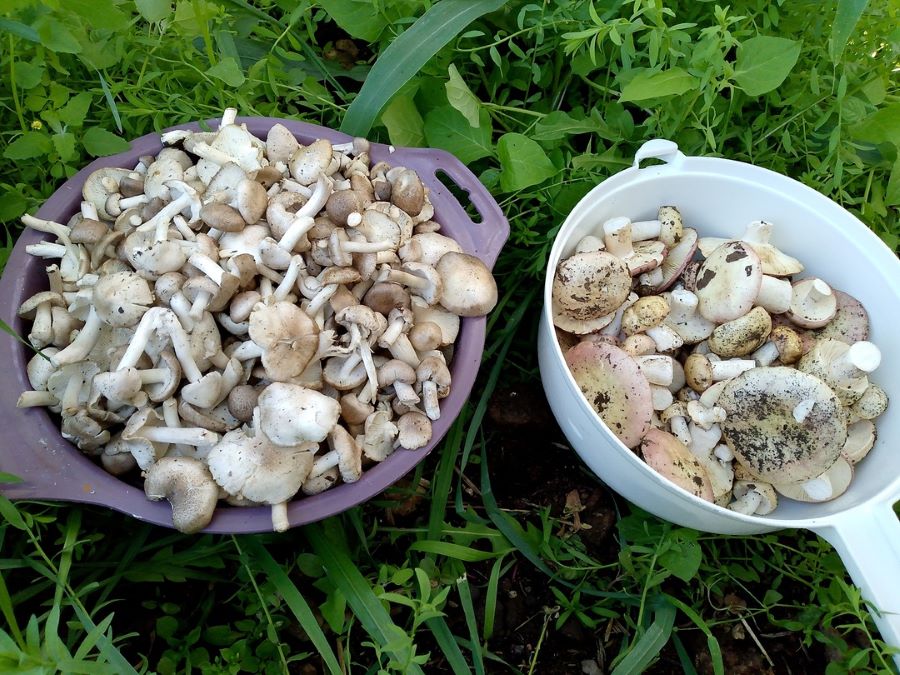 Оренбуржцы выносят из леса полные корзины грибов