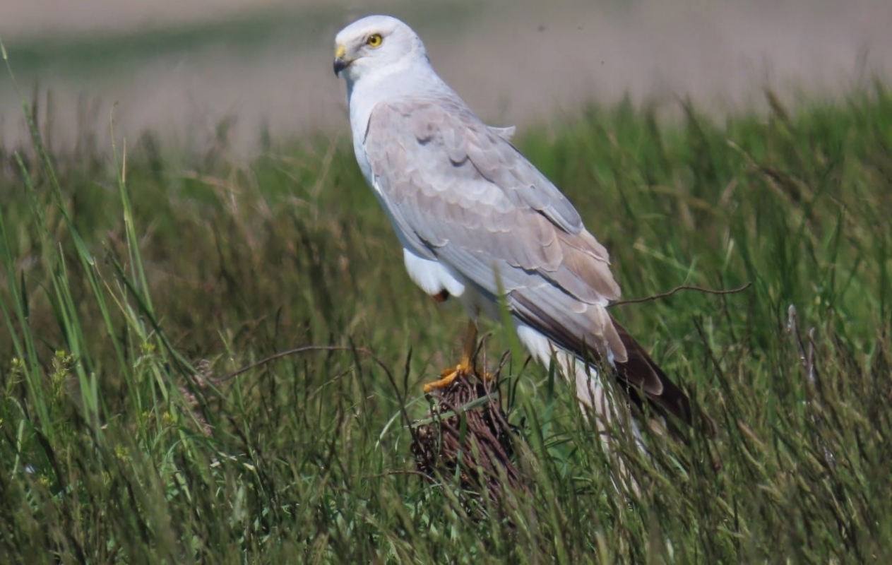 В Оренбуржье можно встретить хищную, но безумно красивую птицу – степной лунь