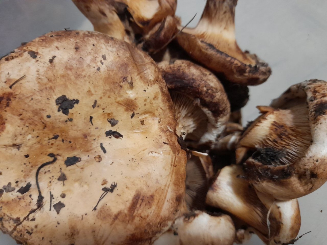 После обильных дождей леса Оренбуржья полны грибов