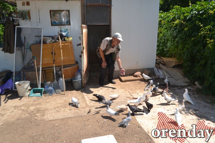 Голубятню дяди Коли пока оставили в покое