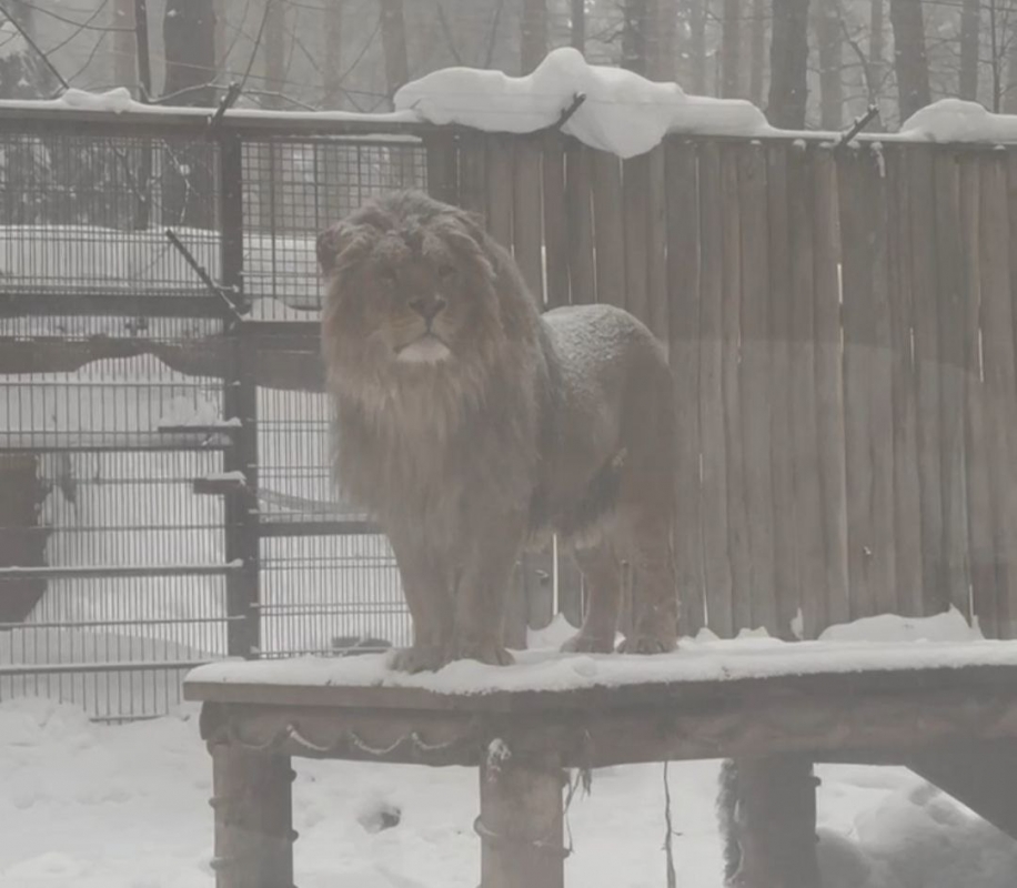 Задумчивый Цезарь: спасенный лев из Оренбуржья наблюдает за снегопадом в Ульяновске