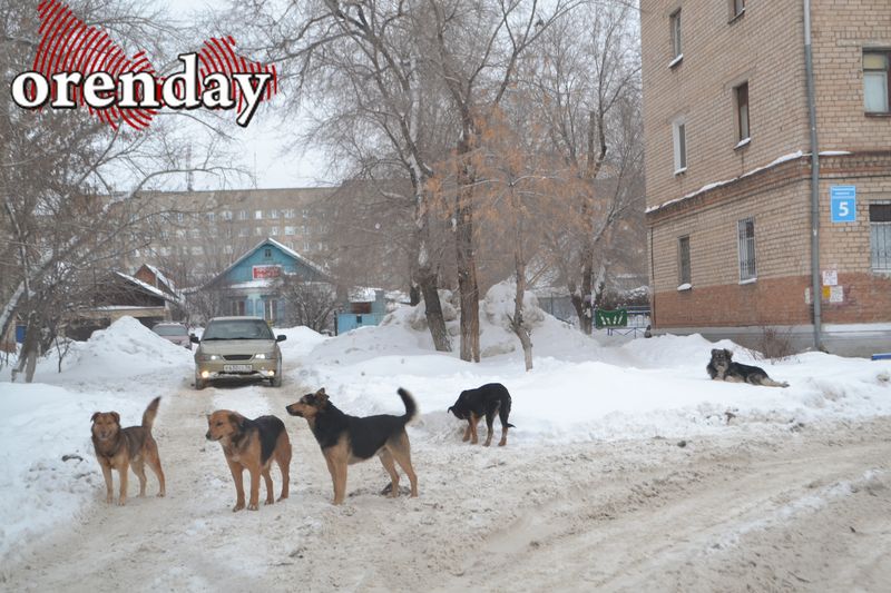 Обещанный властями приют для собак в Оренбурге в ближайшие годы не появится