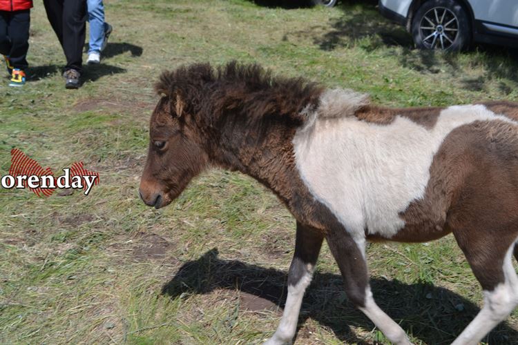 В центре Оренбурга незаконно эксплуатировали лошадок, пони и даже верблюда