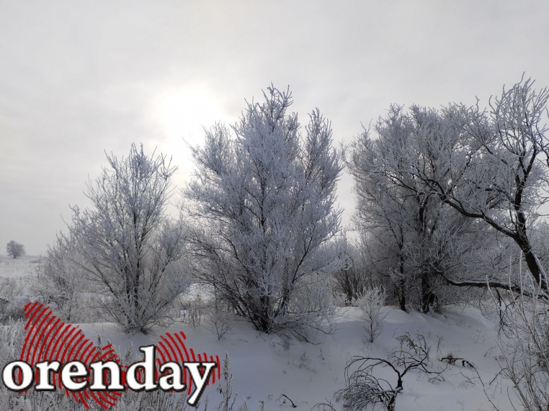 Найден живым: мужчина провел почти сутки в лесу под Оренбургом