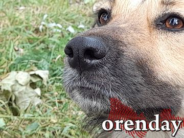 Суд Оренбурга может отменить закон об эвтаназии бродячих собак