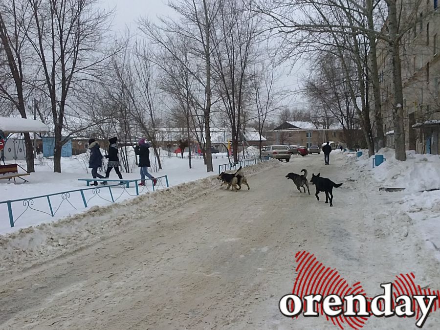 Не справились с бродячими собаками: в Оренбуржье начали продлевать экстраординарную ситуацию